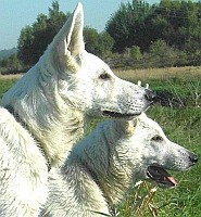 Weisse schweizer Schäferhunde