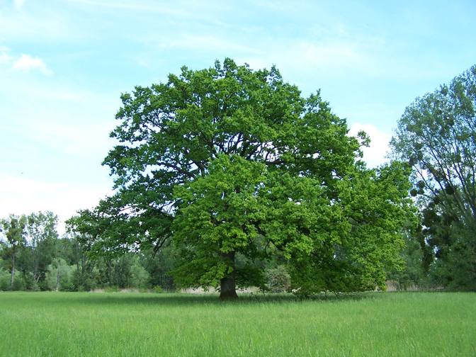 Baum 2