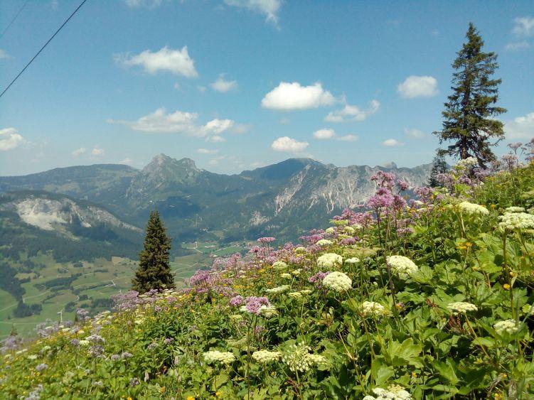 Der Sommer auf der Usseralpe am Neunerköpfle mit Aussicht ins Tannheimer Tal