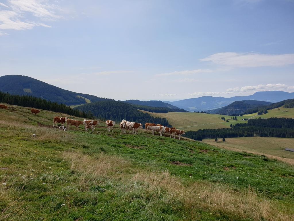 Aufstieg über eine Kuhweide