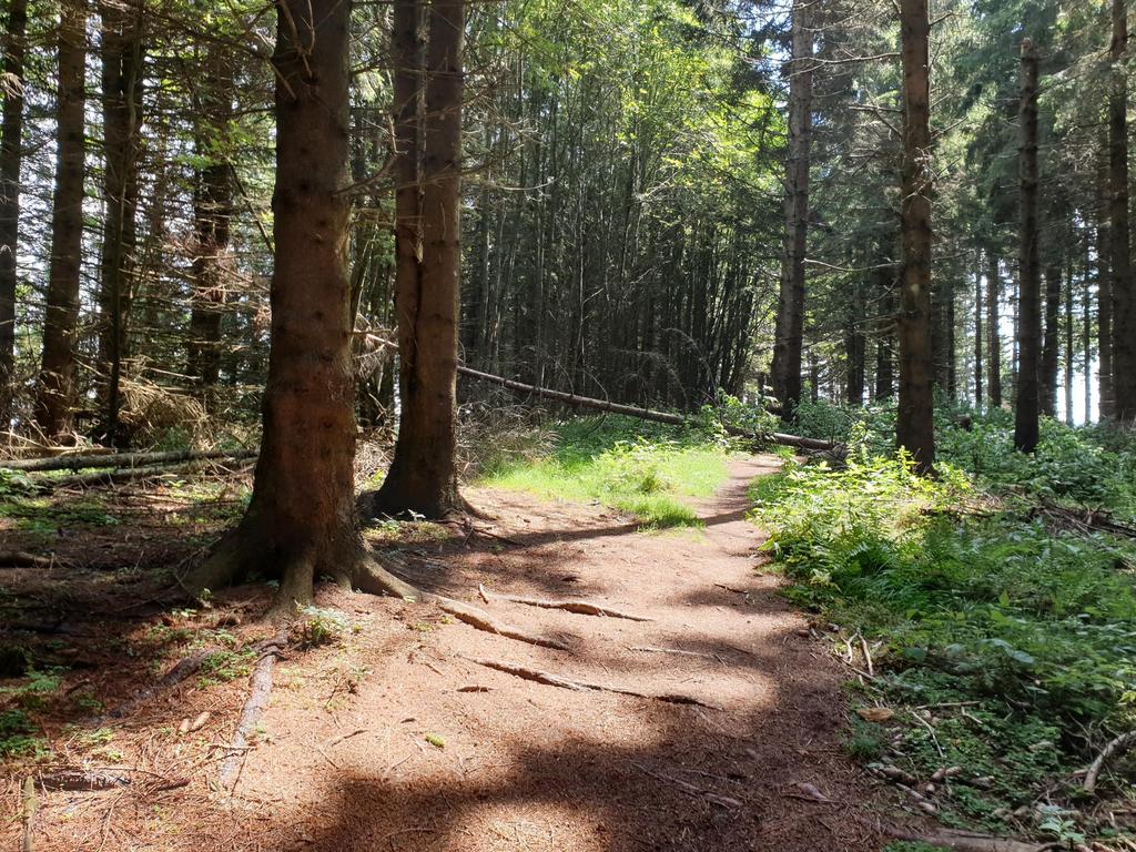 Zwischen den Almen gibt es kurze Abschnitte in Waldstücken