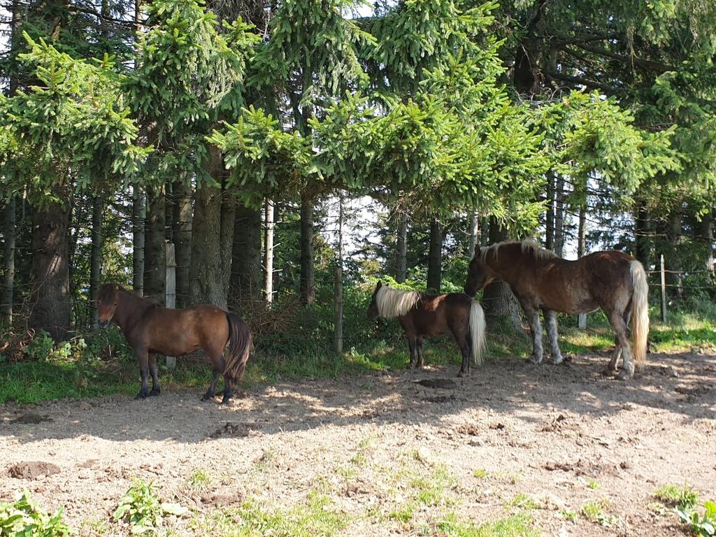 Pferde im Schatten des Waldrandes