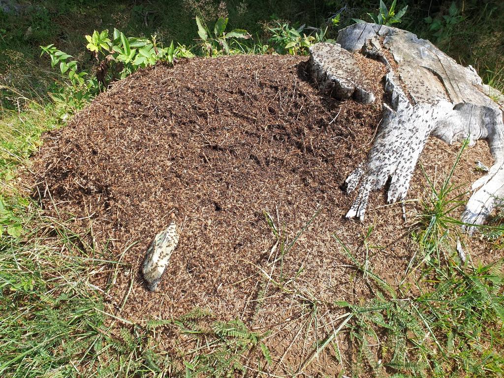 Auch Ameisen sind ständige Begleiter, der Weg führt an mehreren Nestern vorbei