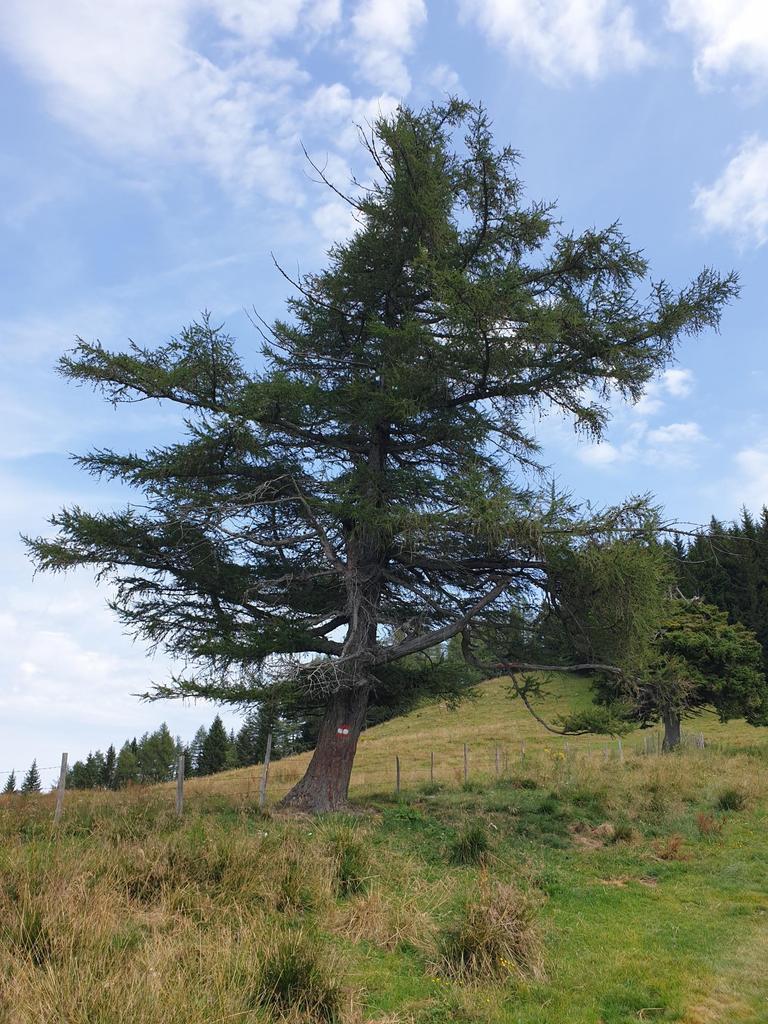 An diesem Baum geht es links zur Stoakoglhütte, rechts zum Plankogel