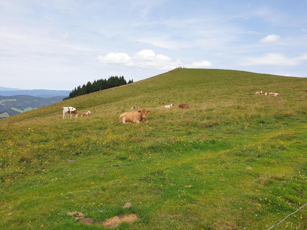 Kurz vor dem Gipfel des Plankogels