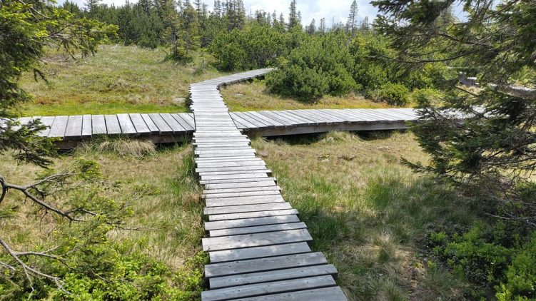 Wegkreuzung im Schwarzriegelmoos